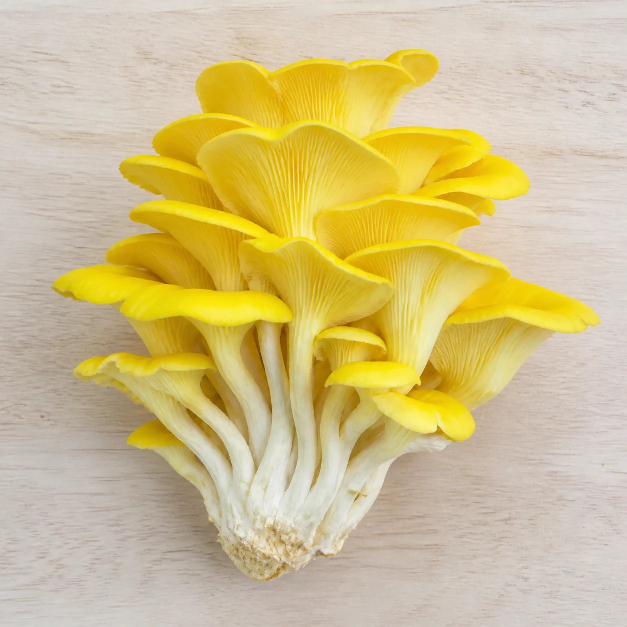 A vivid lemon-yellow golden oyster cluster with overlapping ruffled fans on a pale board