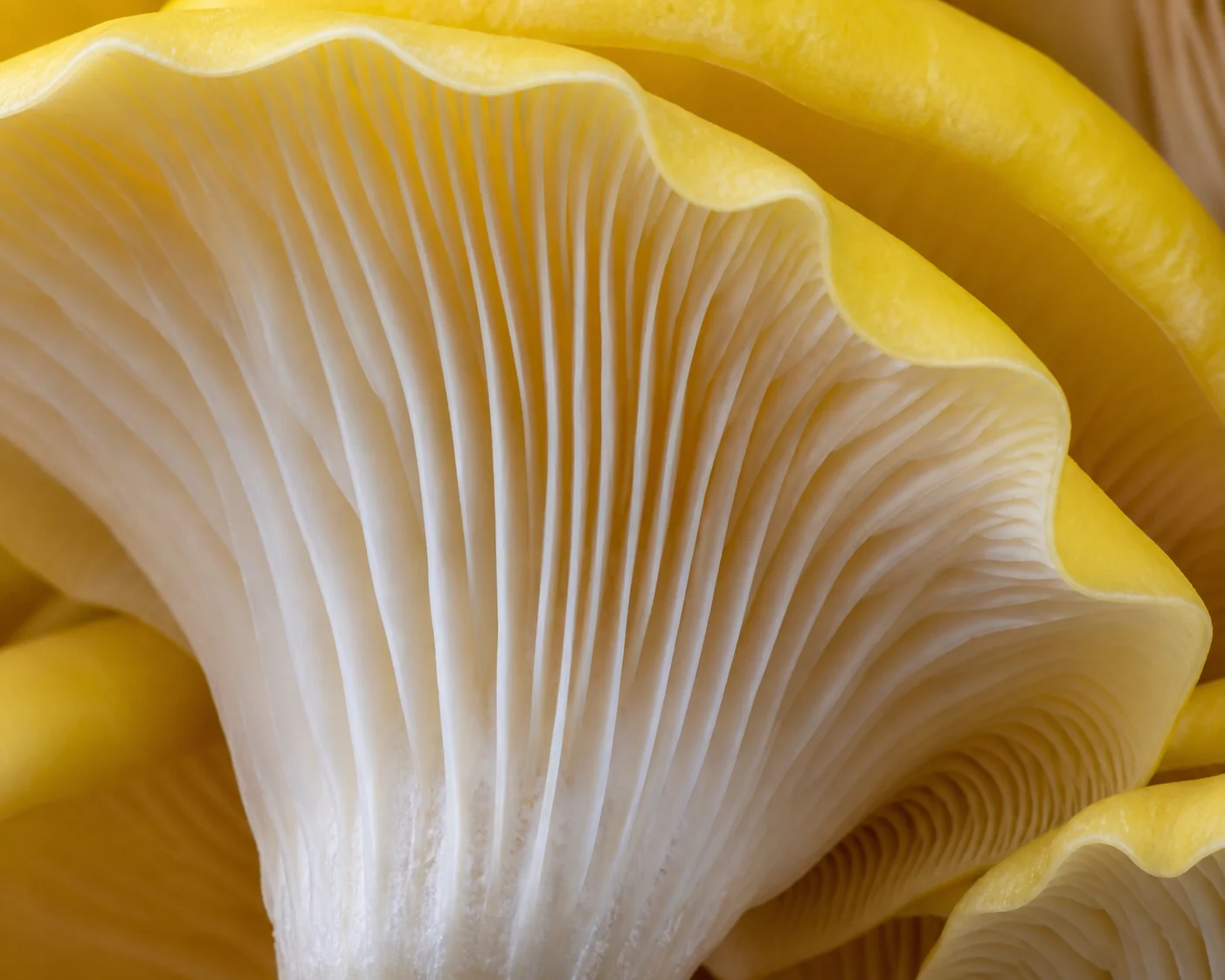 Macro of the ruffled lemon-yellow cap edge and white gills of a golden oyster