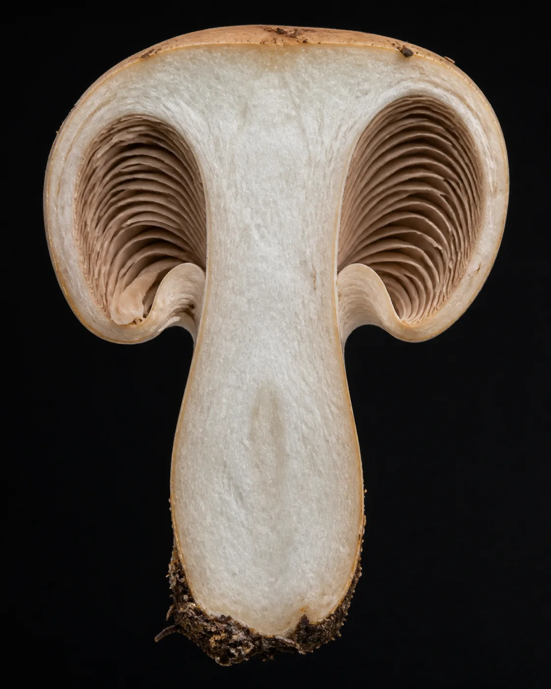 A pale ochre mushroom cut cleanly in half lengthwise showing firm white flesh through cap and stem with crowded pale clay brown gills
