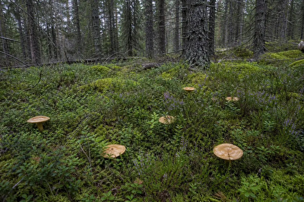 A mossy conifer forest floor with bilberry and heather ground cover and several pale ochre mushrooms scattered among the low shrubs