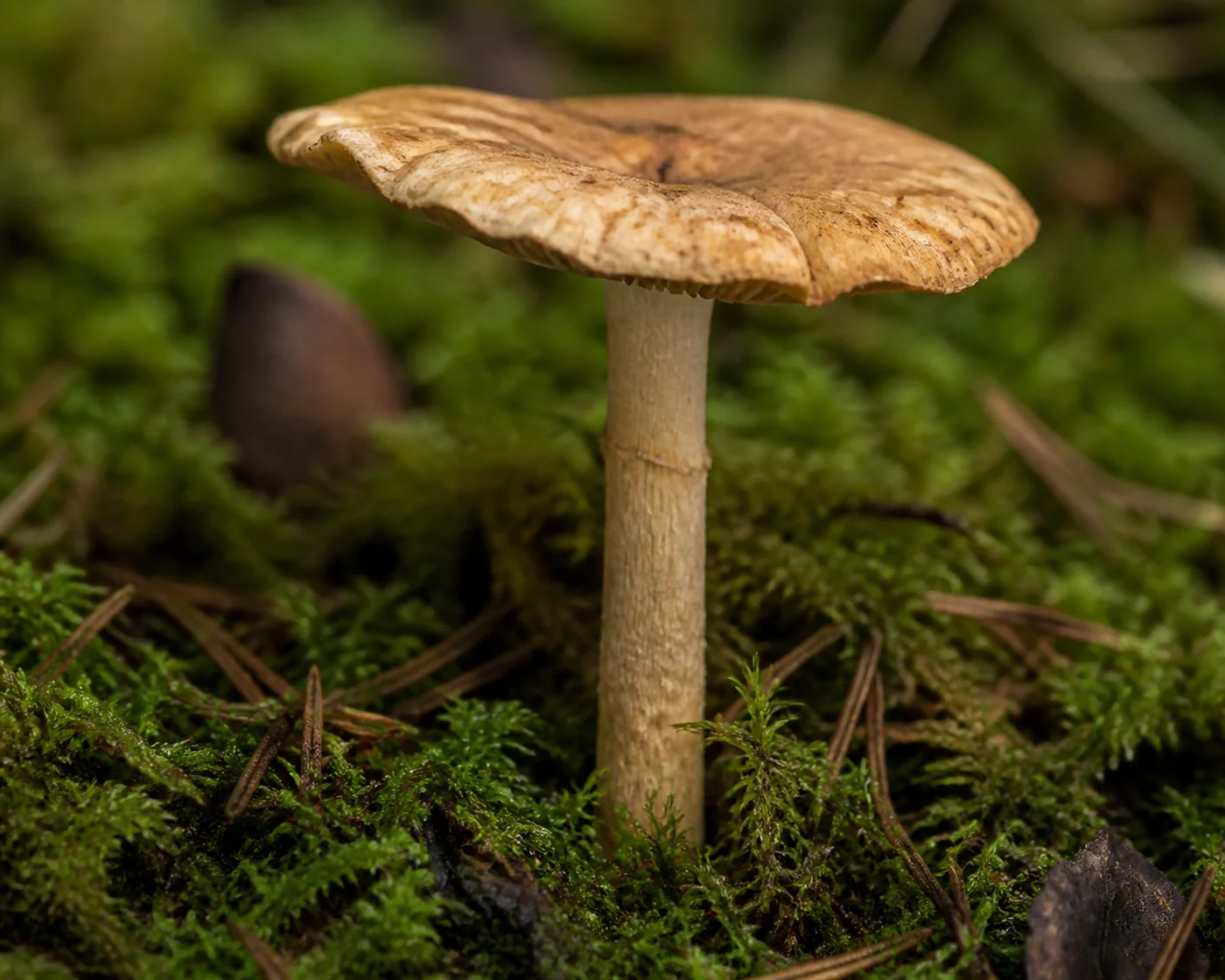 An older pale ochre mushroom standing in moss with a bare stem where the ring has torn away, leaving only a faint scar, and a flattened wrinkled cap