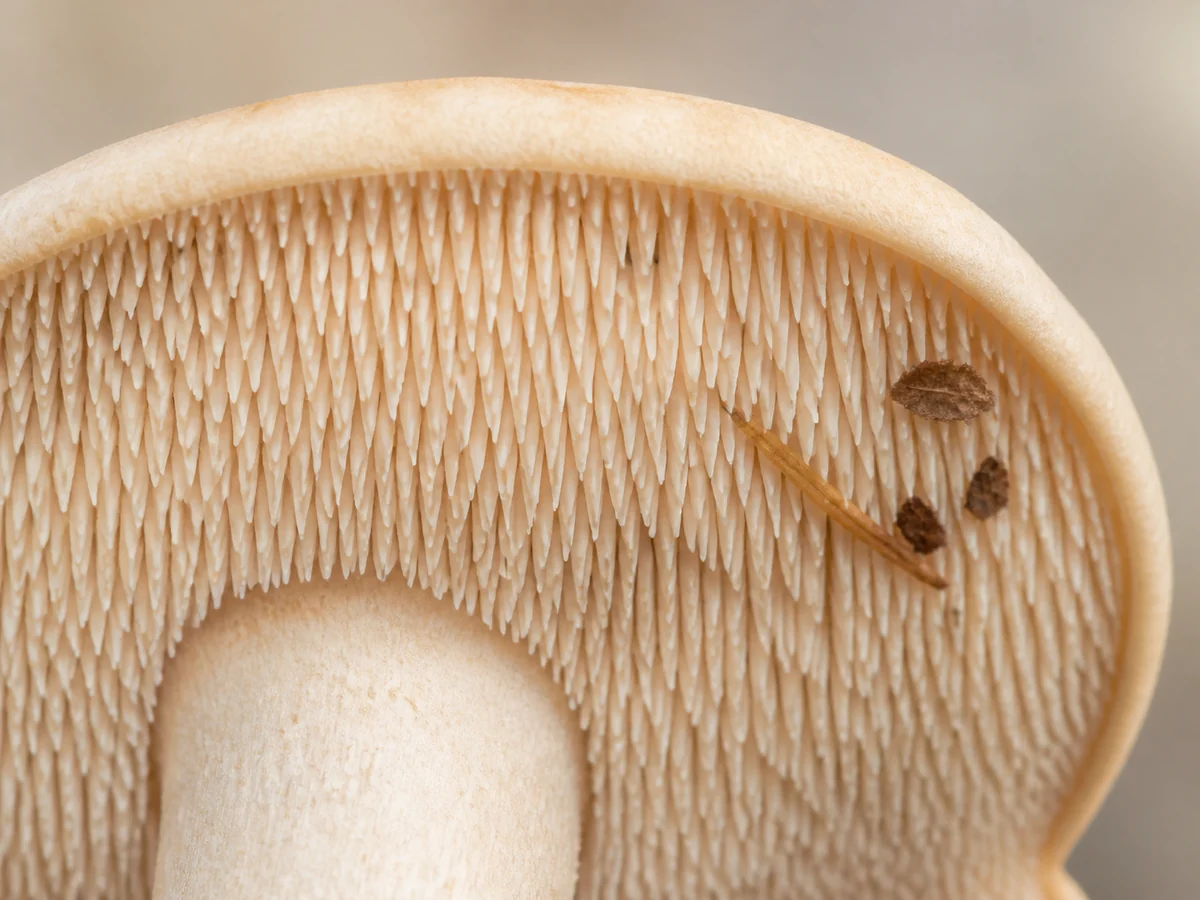 Close view of pale hedgehog mushroom teeth descending toward the stem with a few pine needles lodged between them