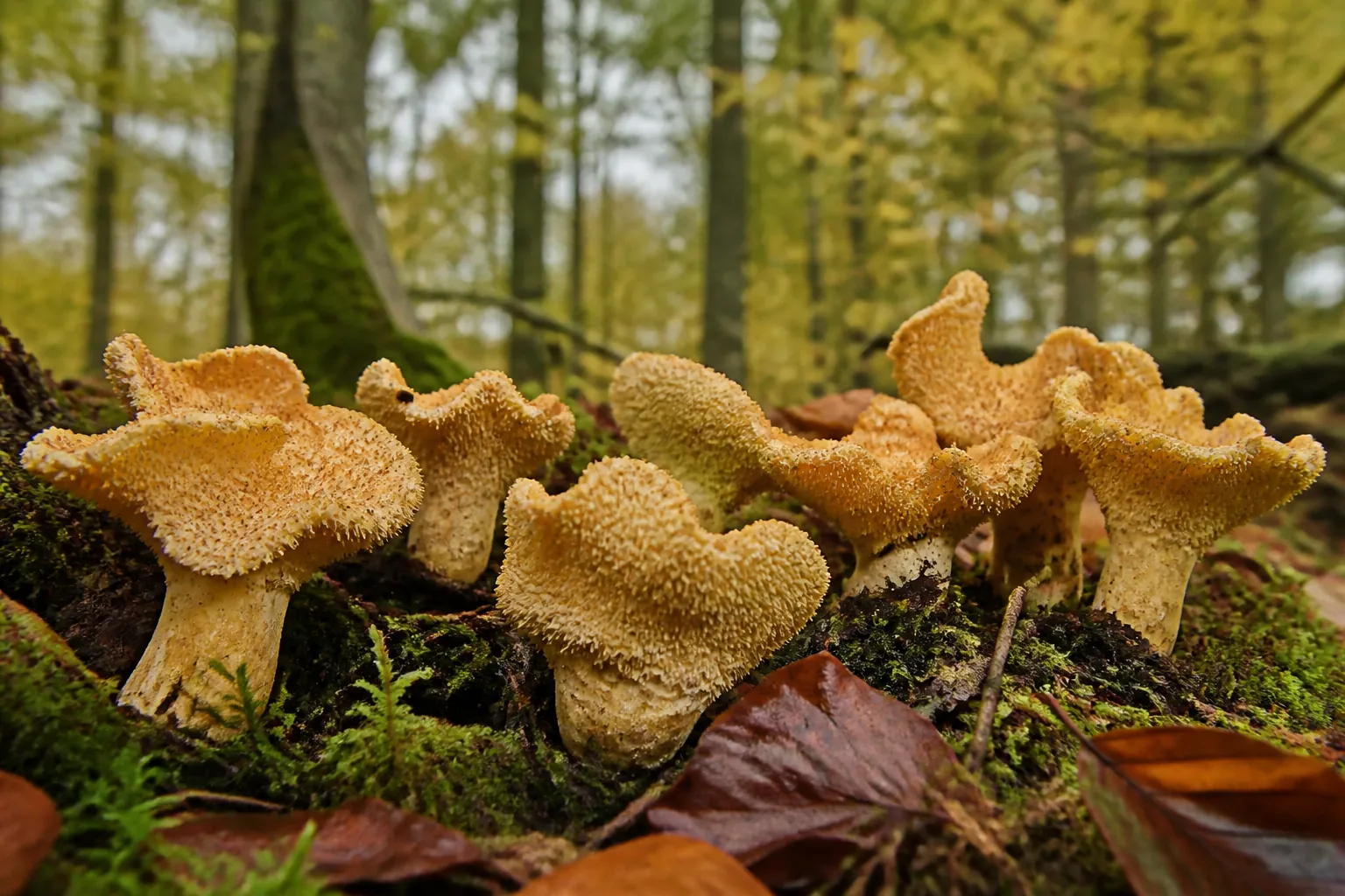 Several buff-colored hedgehog mushrooms among moss and leaf litter under trees