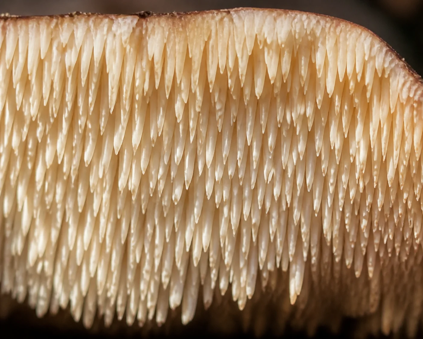 Macro of the pale cream spines crowding the underside of a hedgehog mushroom cap