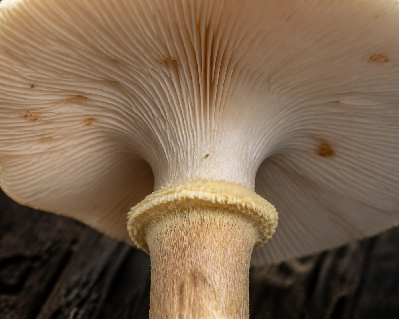 Extreme macro under a honey fungus cap showing pale whitish gills faintly spotted rusty and the persistent pale ring below them on a finely woolly stem