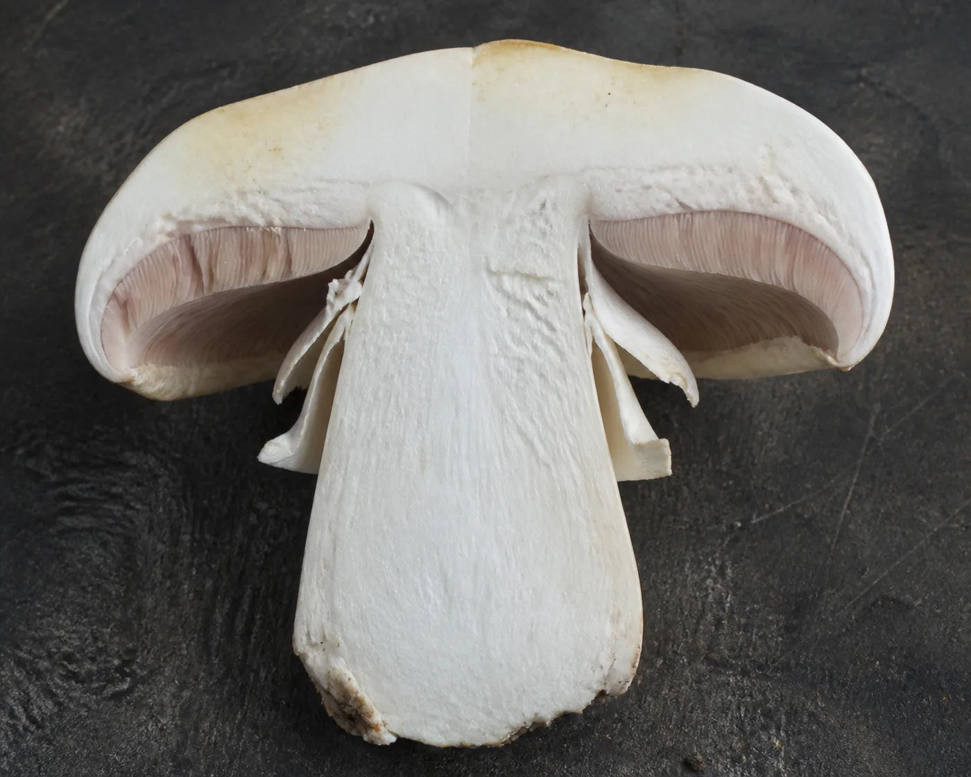 A horse mushroom halved from cap to stem base on a dark board showing firm white flesh with only a faint creamy tinge where it has been bruised