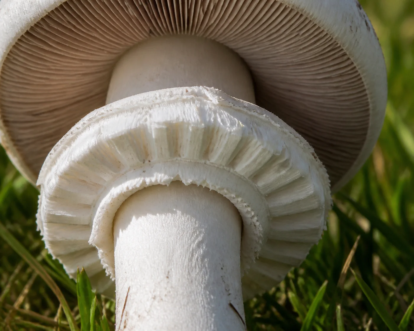 Macro of the large drooping double ring on the thick white stem of a horse mushroom showing the cog-wheel segments on its underside