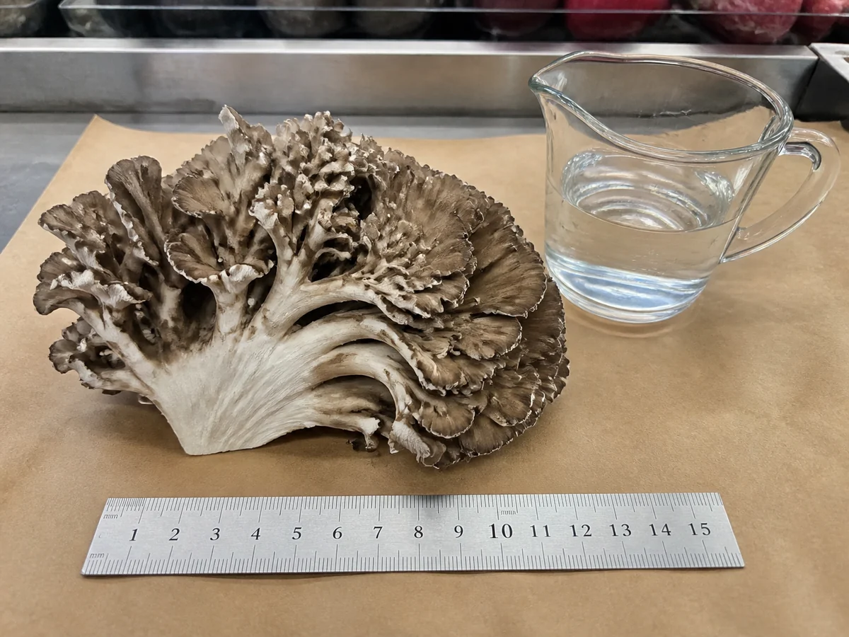 Small intact maitake cluster on market paper beside a 15-centimeter ruler and a measuring cup