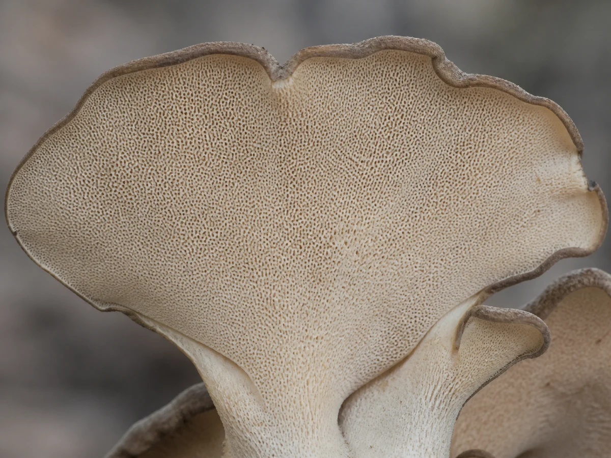 Close view of a fresh maitake frond underside with tiny pale pores joining a clean white branch and one dry leaf fragment