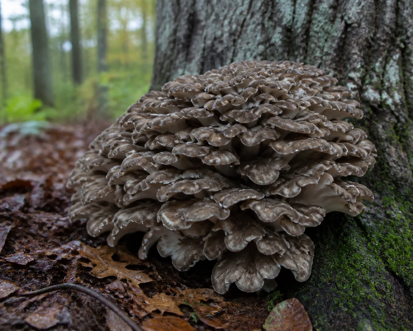 A large maitake cluster of overlapping gray-brown fronds at the foot of an oak trunk