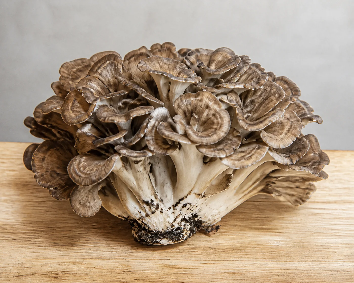 A whole maitake cluster on a wooden board with fanned gray fronds above a pale branching core