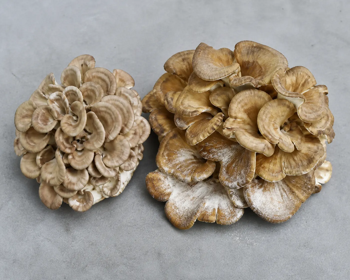 A compact young maitake with pale frond edges beside a yellowed one dusted with white spore powder