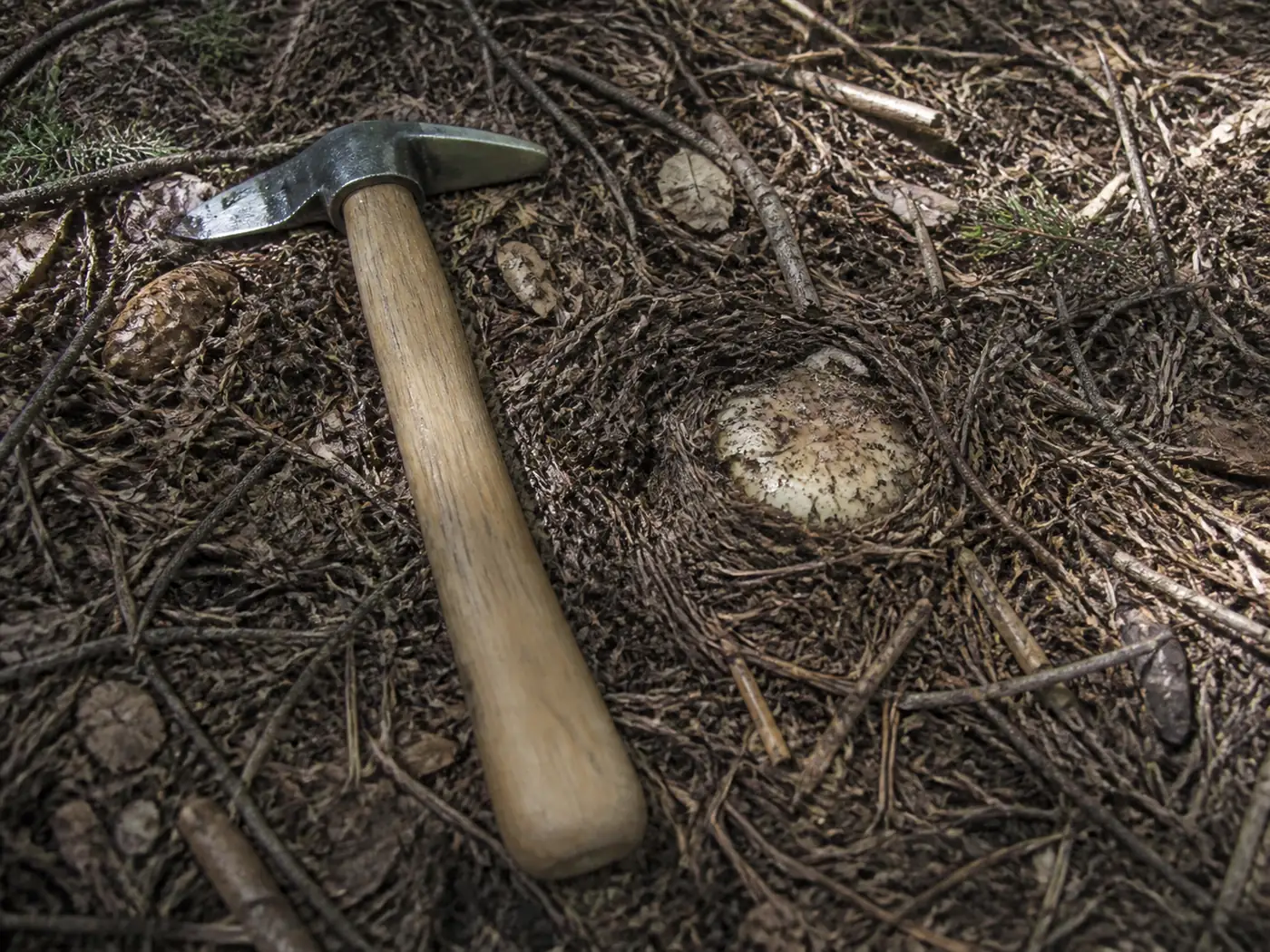 A matsutake mushroom half hidden under brown conifer needles on a pine forest floor with only a pale dome of cap breaking through the duff and a hand tool laid beside it for scale