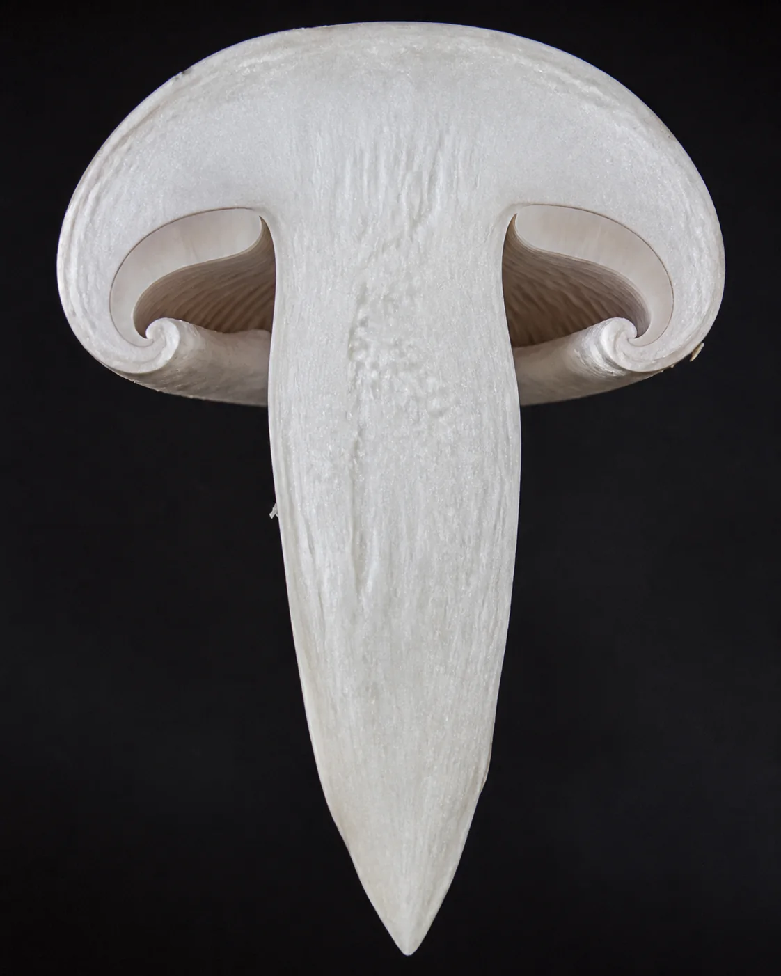A firm white mushroom split cleanly in half lengthwise showing dense solid white flesh through cap and stem with the stem tapering to an intact pointed base