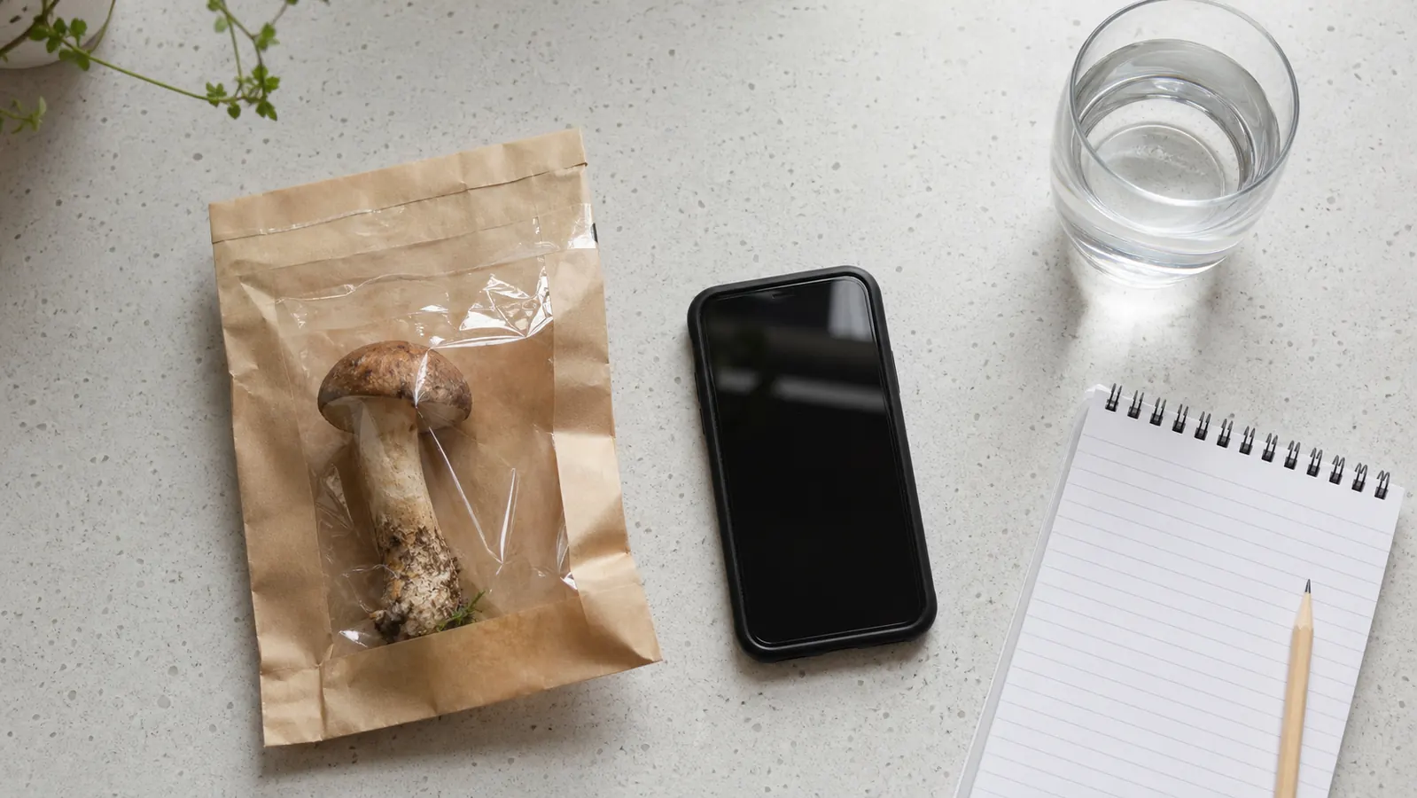 Unknown mushroom sample secured beside a phone and blank symptom notes