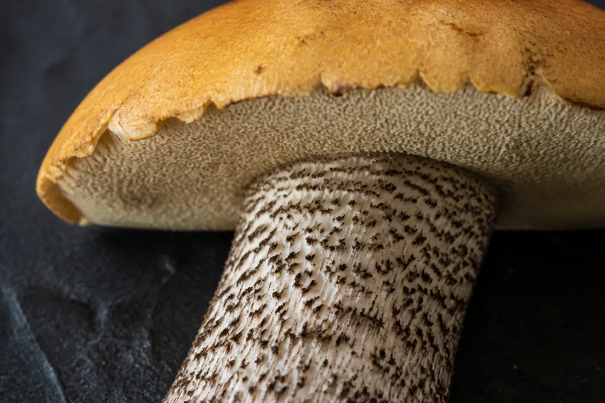 Orange cap margin, pale pores, and black woolly scabers on a fresh orange birch bolete - orange birch bolete pregnancy decision