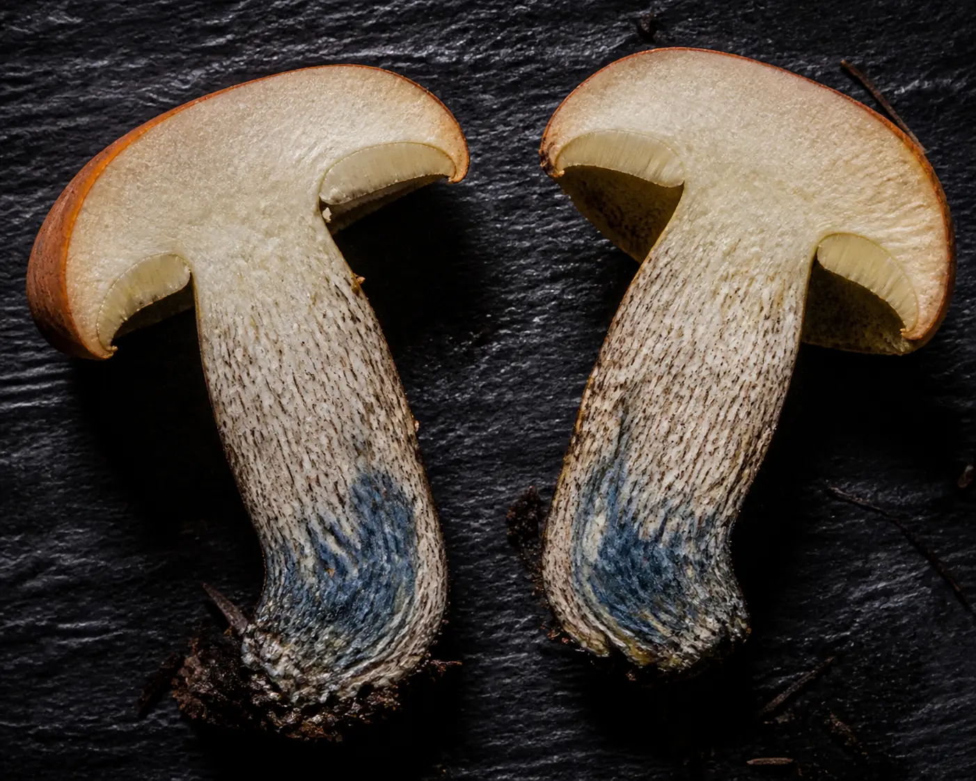 An orange birch bolete cut lengthwise on a dark board with a distinct blue-gray flush spreading through the stem base
