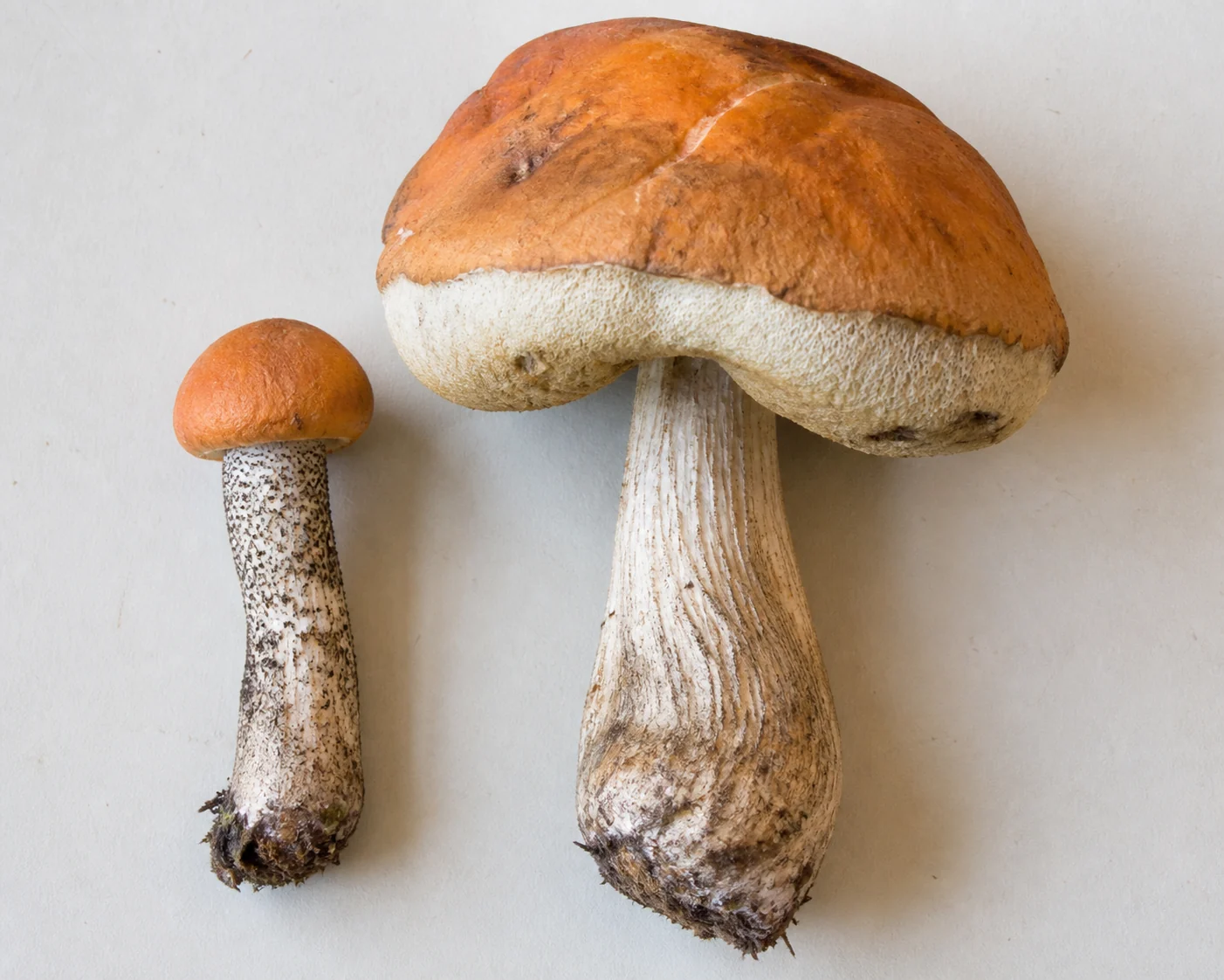A small firm orange birch bolete beside a much larger one with a swollen spongy cap and a fibrous stem, both on a plain board