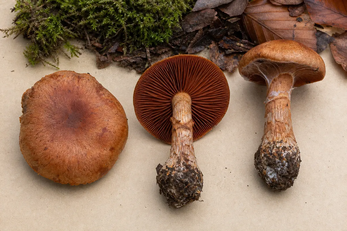 Complete rusty-orange webcap mushrooms shown from cap, gills, and stem base beside forest collection notes