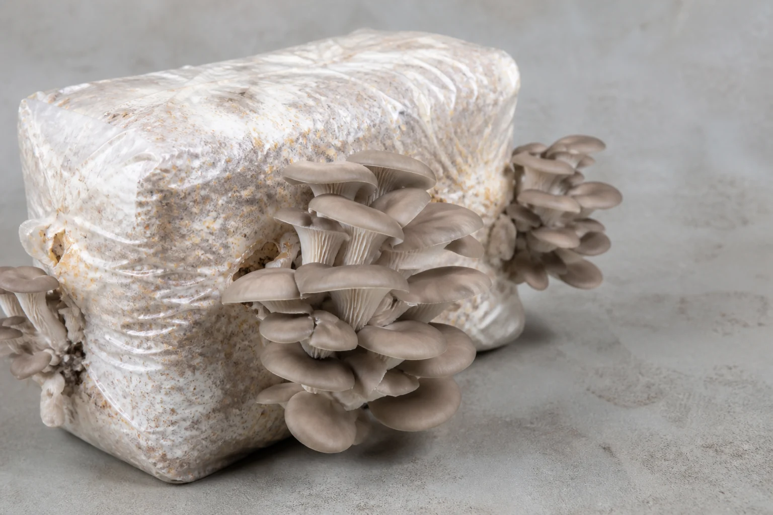 An oyster mushroom growing block with fresh clusters fruiting from the side of the bag