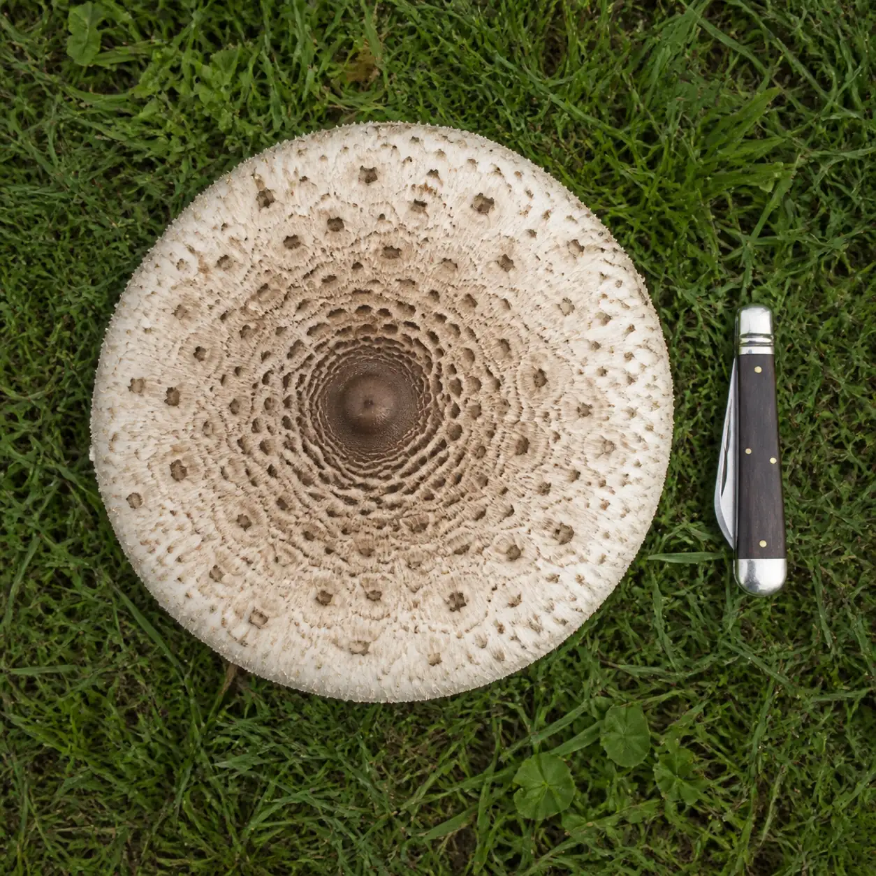 A picked parasol cap laid flat on grass with a closed folding knife beside it, the cap wider across than the knife is long