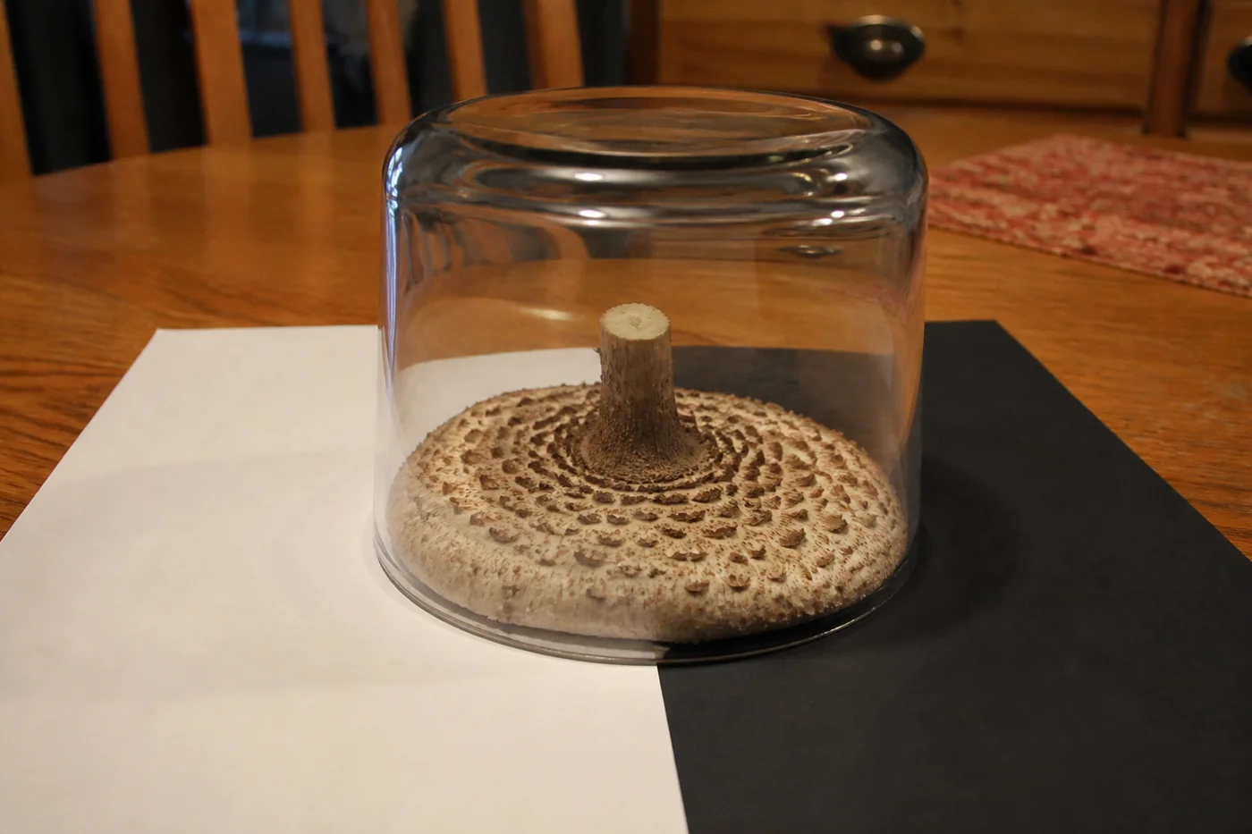 A mushroom cap sitting gill side down on a sheet that is half white and half black paper, covered by an upturned drinking glass on a wooden table