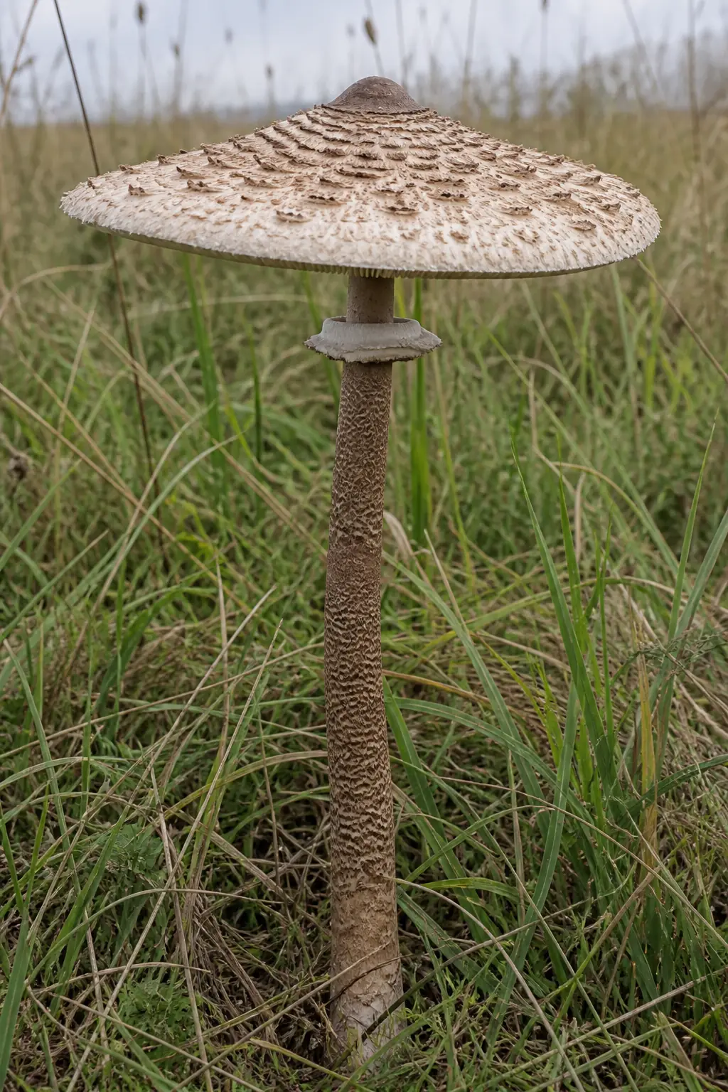 A single mature parasol mushroom standing in rough pasture grass with its cap fully open and flat, a darker raised bump at the center and a tall banded stem