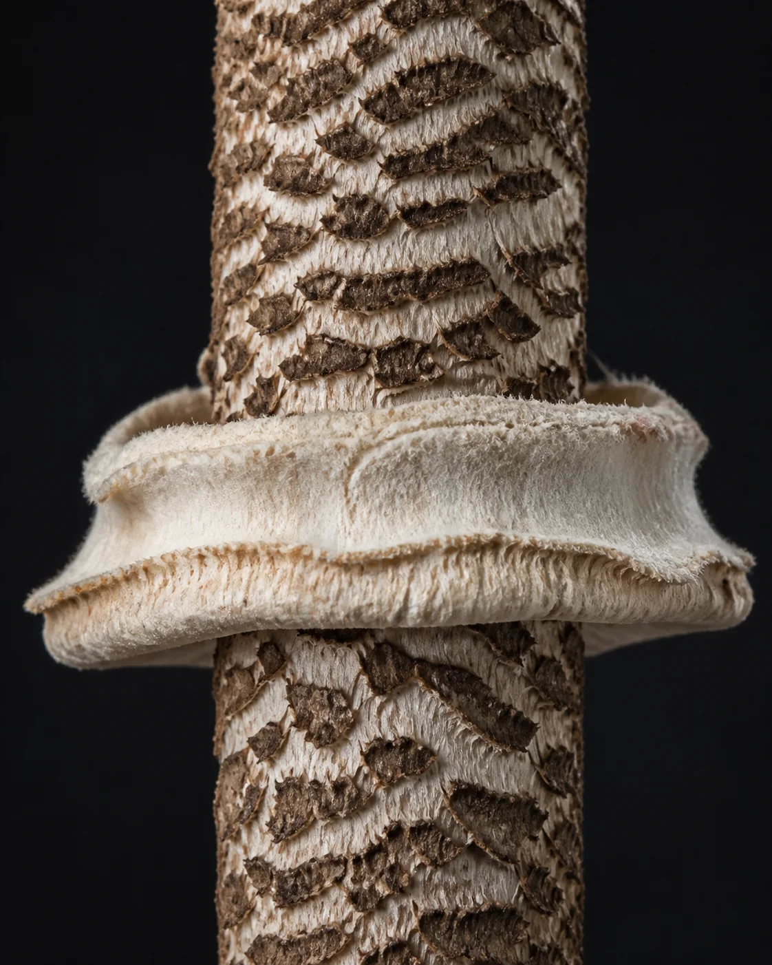 A close macro of a parasol mushroom stem showing dense brown snakeskin banding on a pale ground with a thick double-edged ring sitting loose around it