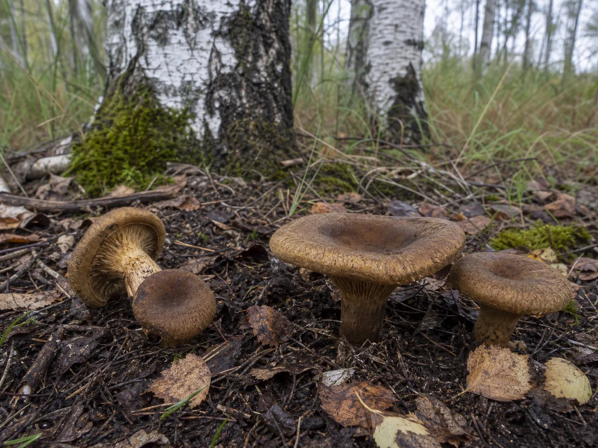 Whole brown roll-rim mushrooms fruiting on soil beneath birch with rolled caps and intact stems