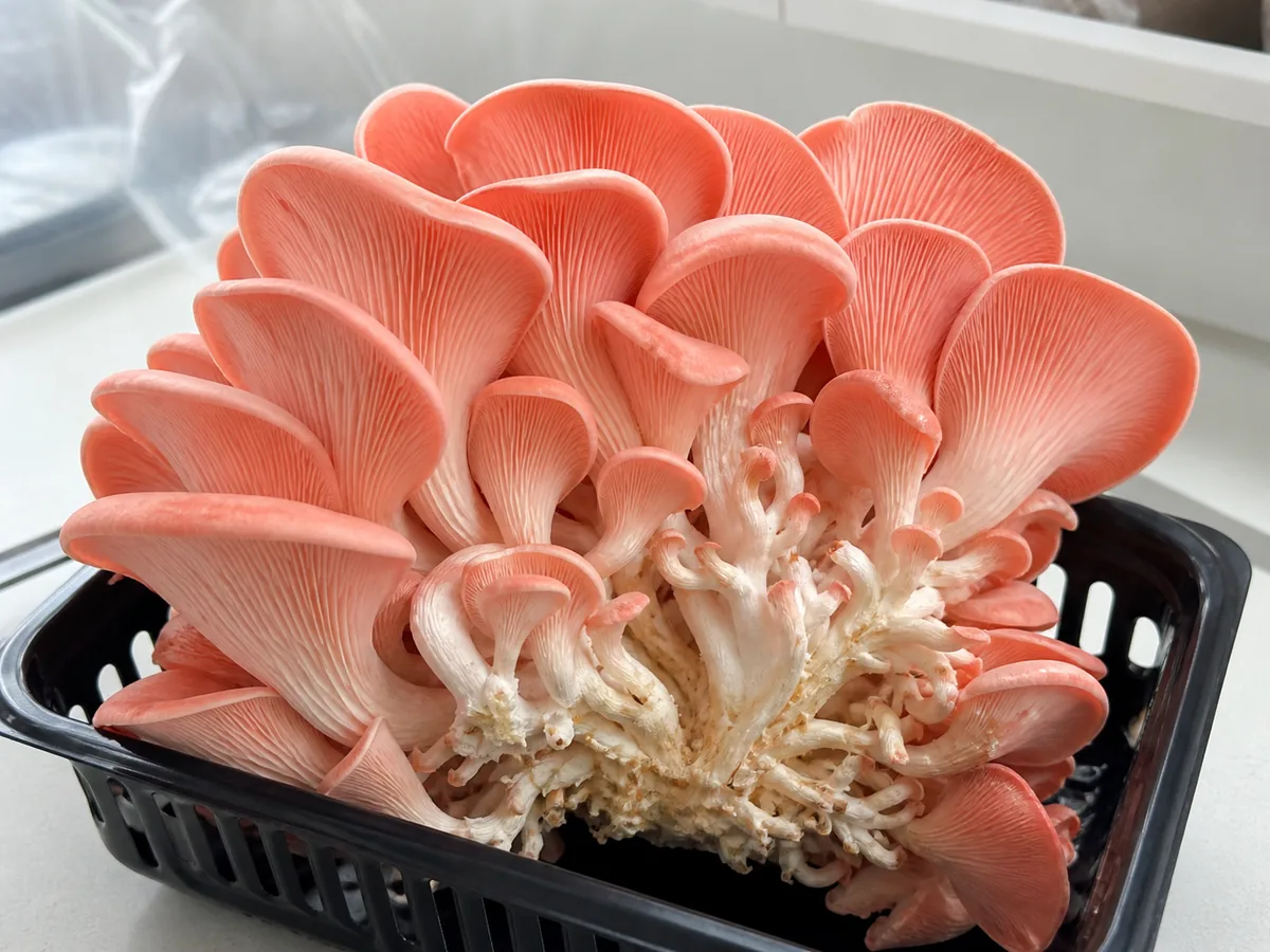 Fresh vivid pink oyster mushroom cluster in a plain vented produce tray - pink oyster pregnancy safety