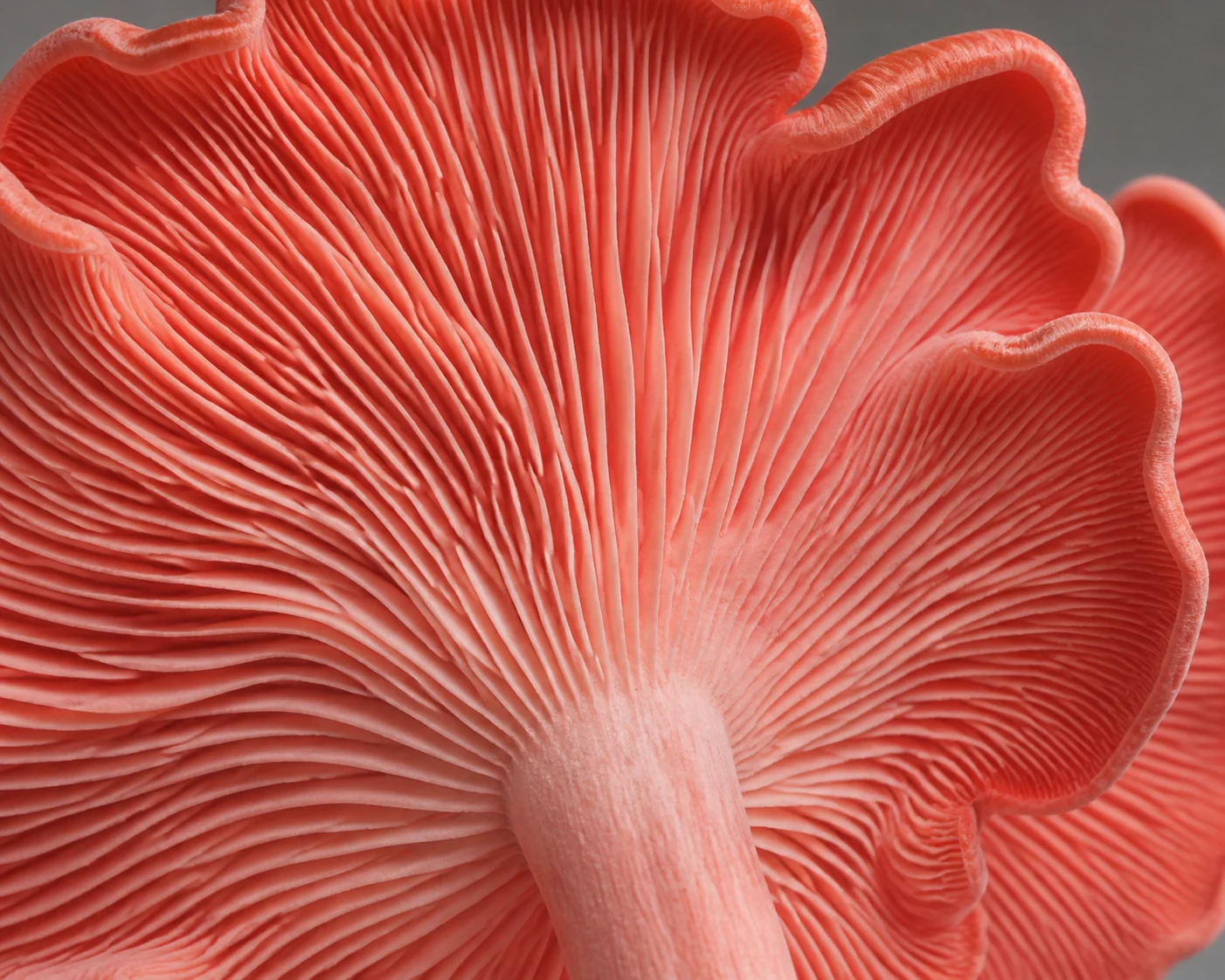 Macro of the bright salmon-pink gills and ruffled edge of a fresh pink oyster fan