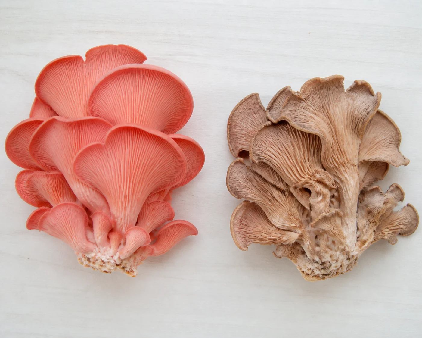 A vivid pink cluster beside a faded darkening one with limp collapsing edges, both on a plain board under identical light