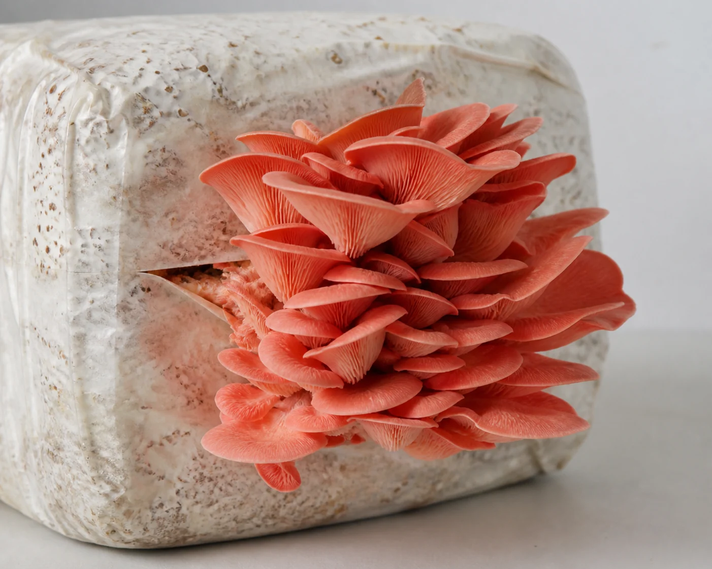 A dense pink oyster cluster fruiting from the side of a growing block on a plain surface