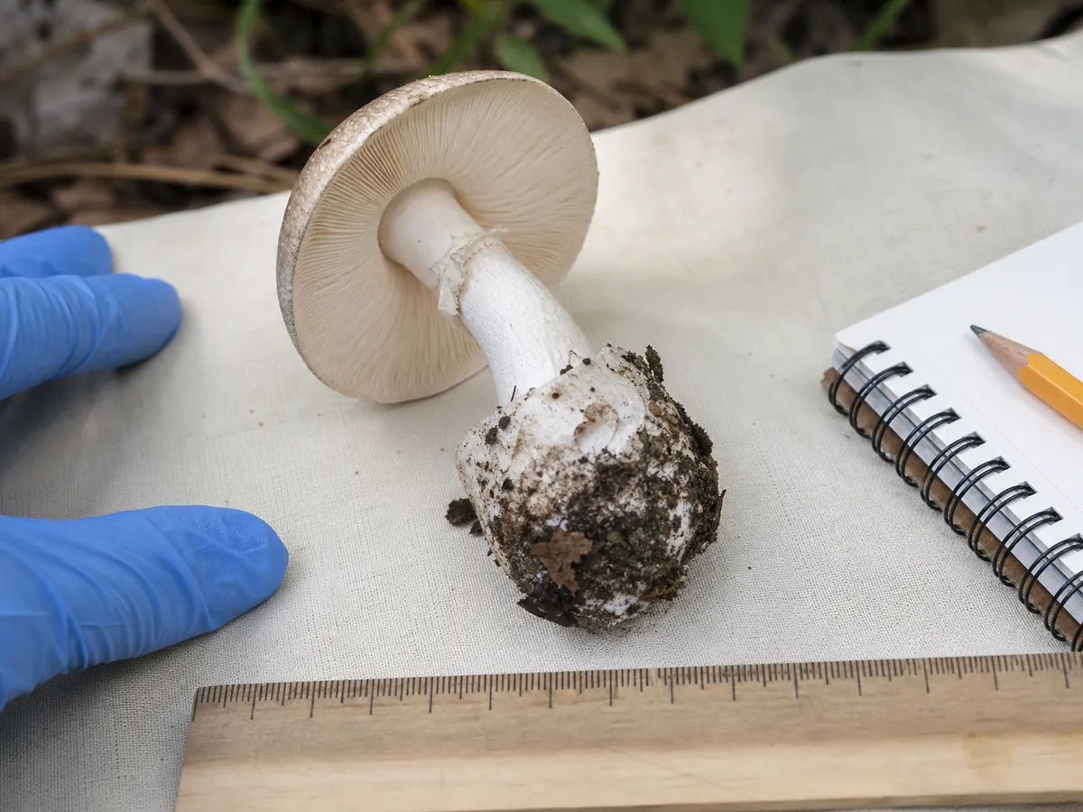 Unidentified pale mushroom lifted with its complete stem base for field examination