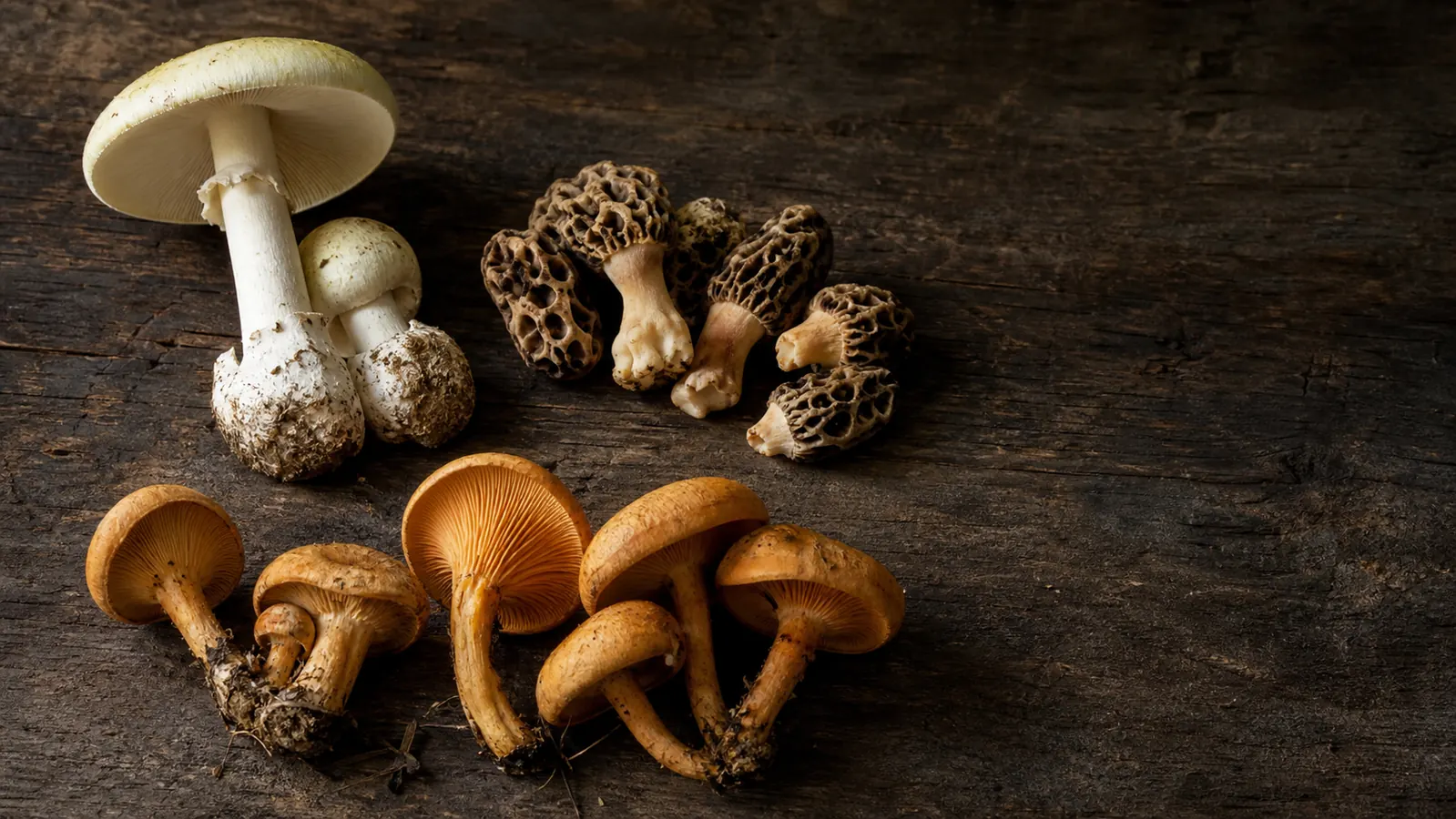 Poisonous Mushrooms: The Toxic Species to Know