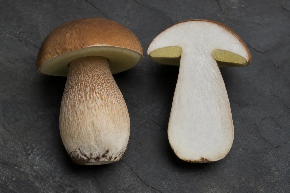 An intact verified porcini beside a vertical cut showing pale pores, fine stem netting, and white non-staining flesh - porcini cut check during pregnancy