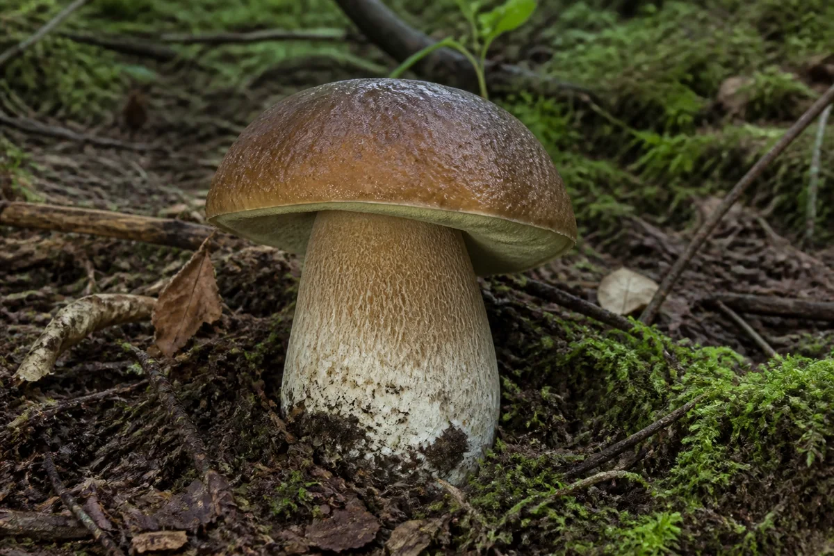 A whole sound porcini in woodland with its brown cap, stout pale stem, and pore surface visible - whole porcini identification during pregnancy