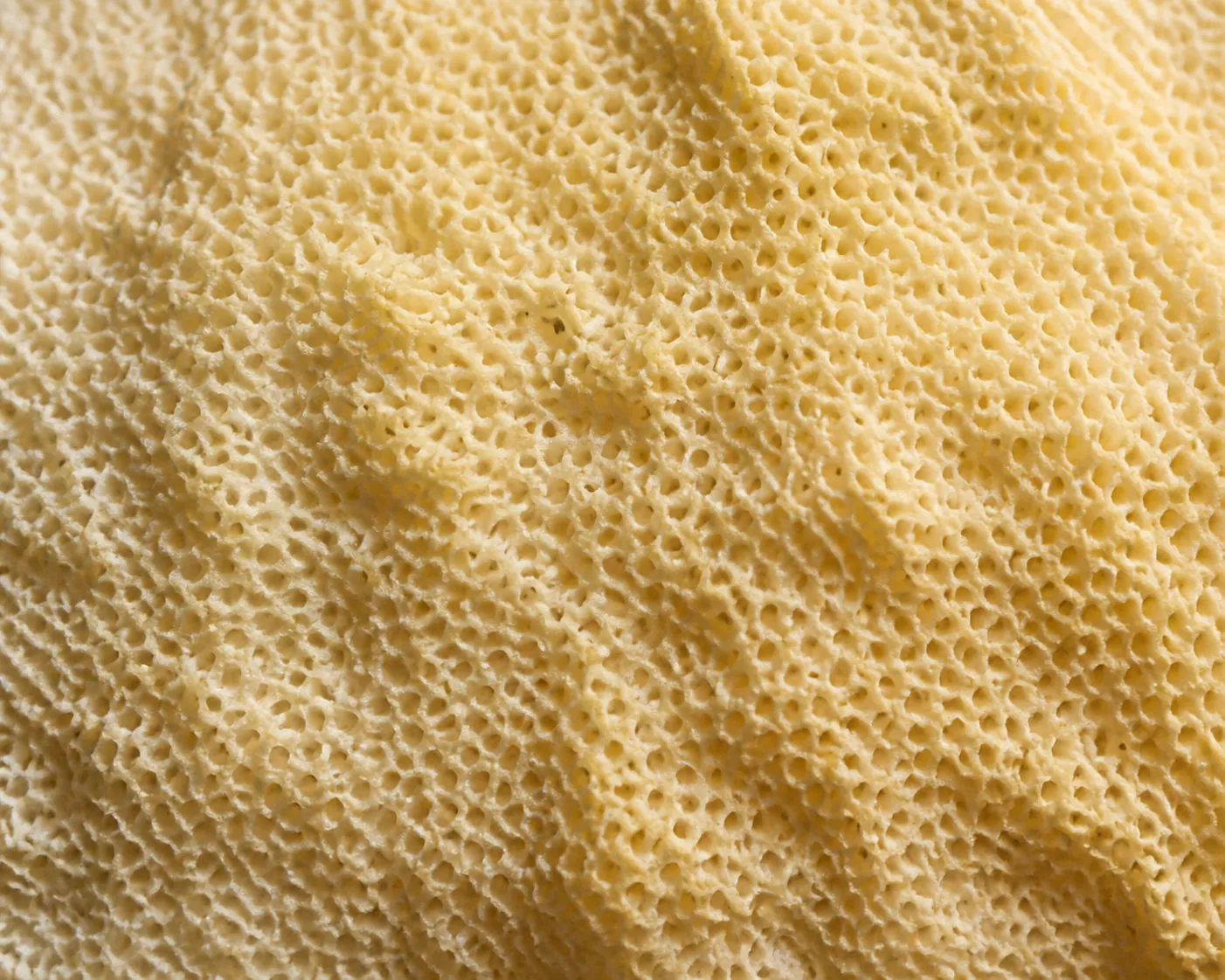Macro view filling the frame with the cream to yellow sponge-like pore surface on the underside of a porcini
