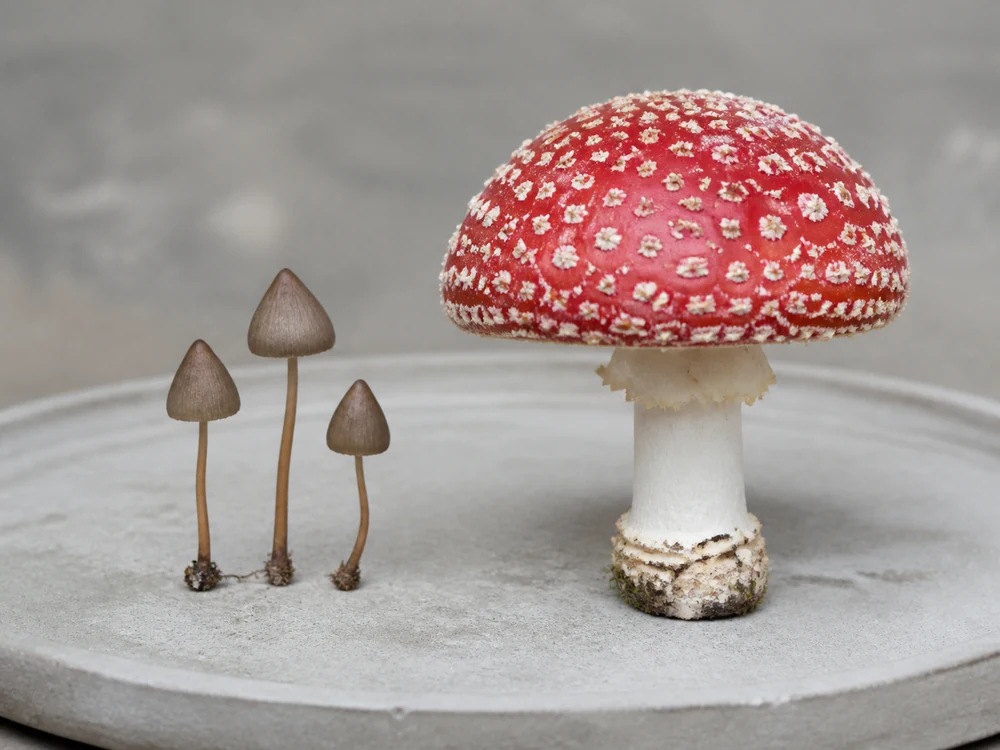 Three small brown liberty caps beside one large red white-flecked fly agaric on a plain stone tray