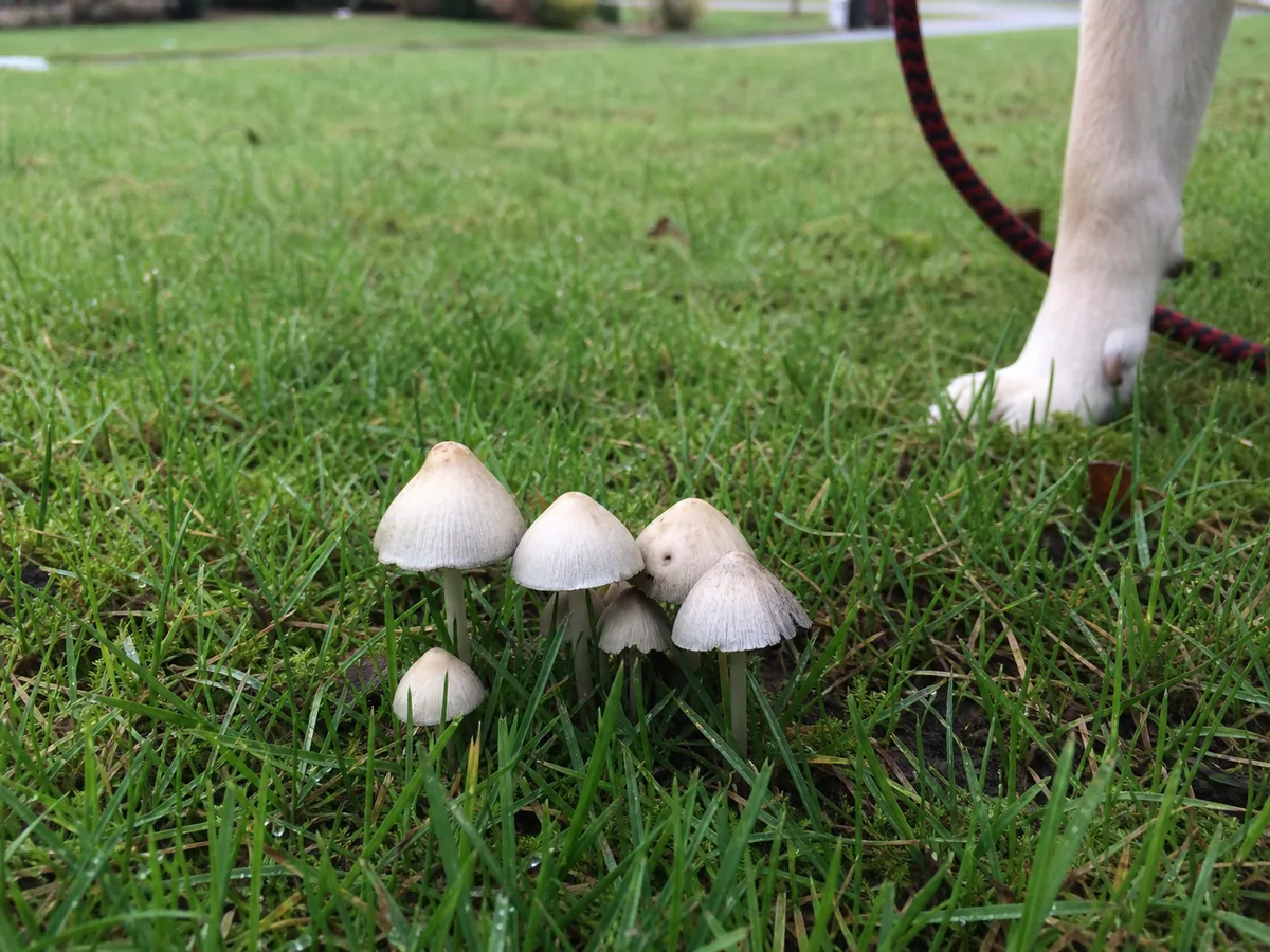 Pale wild mushrooms pushing through damp lawn grass with a dog lead visible at the edge of frame