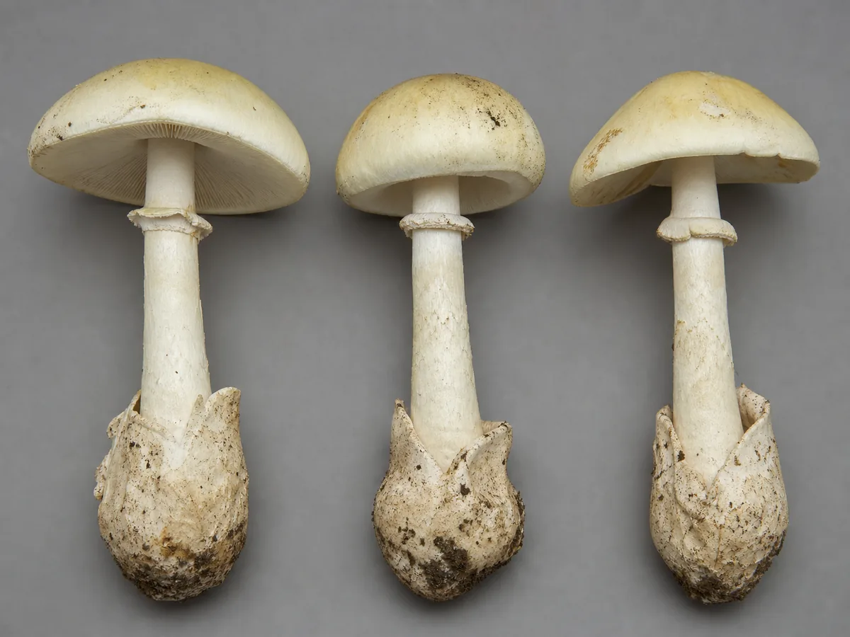 Three pale deadly Amanita mushrooms in a row on a grey backdrop, each showing a stem ring and a cup at the swollen base