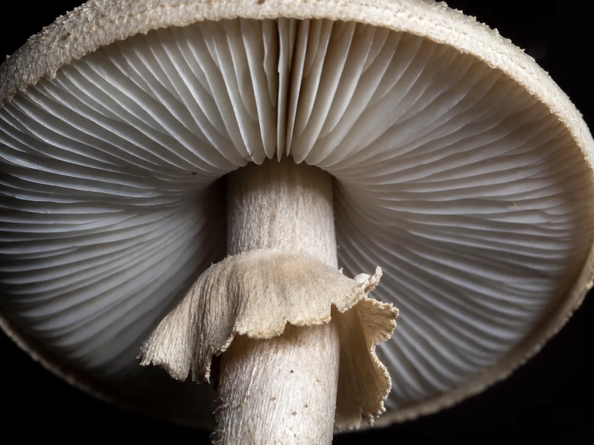 Macro view of the underside of a pale mushroom cap showing free white gills and a torn ring on the stem