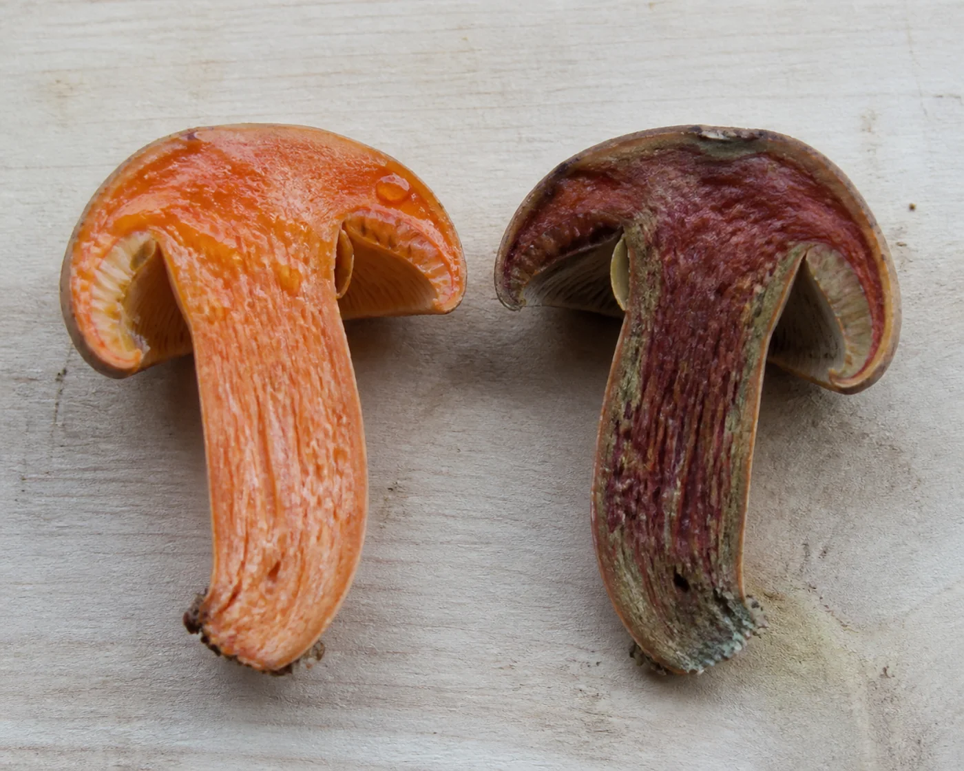 Two halves of orange mushrooms on a board, the left freshly cut with bright carrot-orange liquid on the face and the right cut hours earlier and stained deep wine red and dull green along the same surface