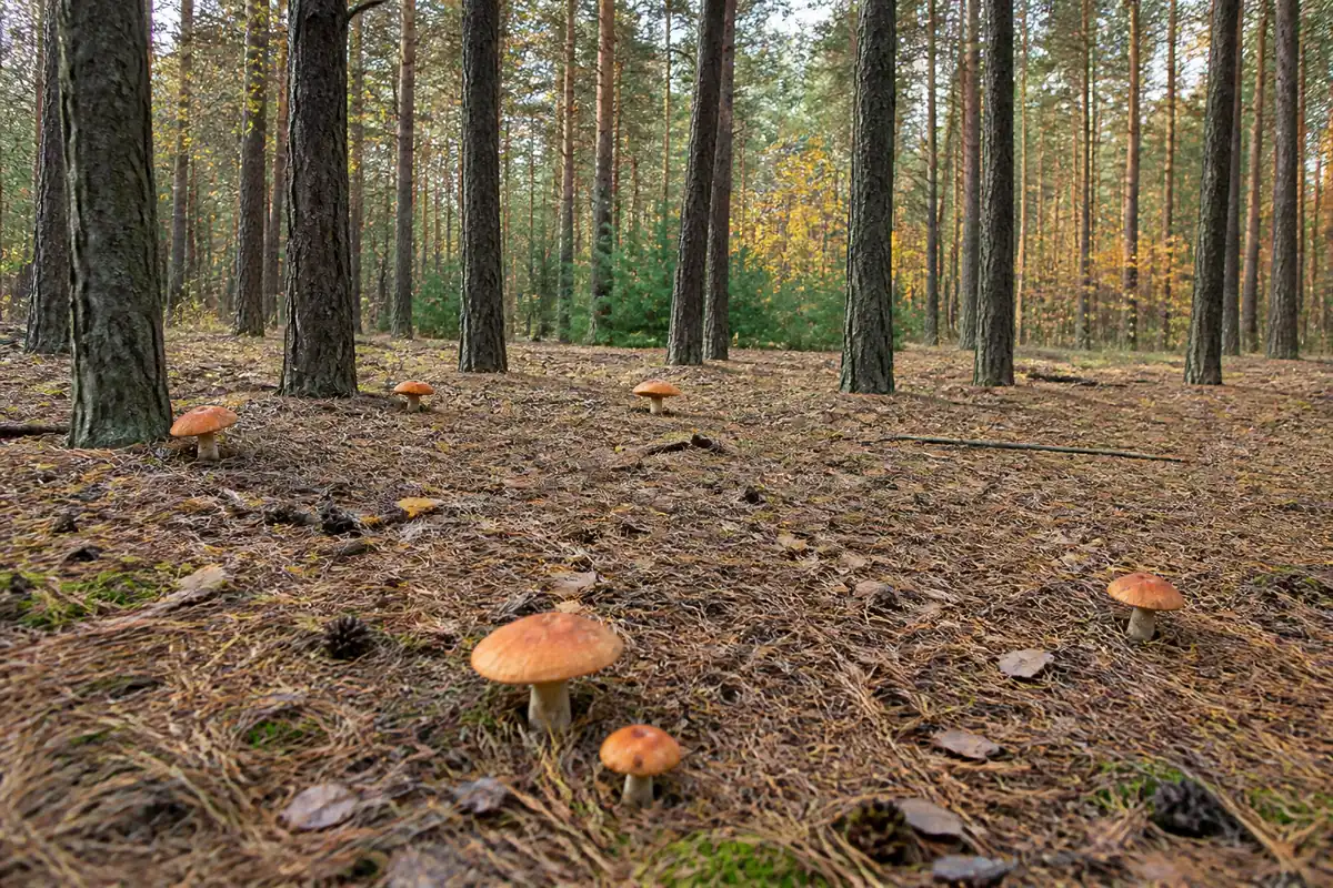 An open pine woodland floor deep in fallen needles with several orange mushrooms scattered among the trunks in autumn light