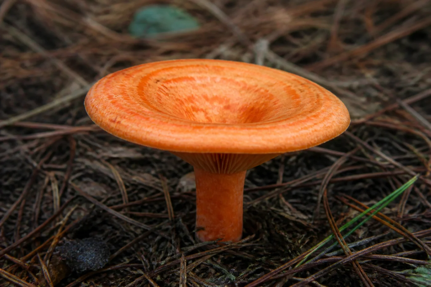 A single bright orange saffron milk cap standing in pine needle litter with a depressed cap and concentric darker orange banding