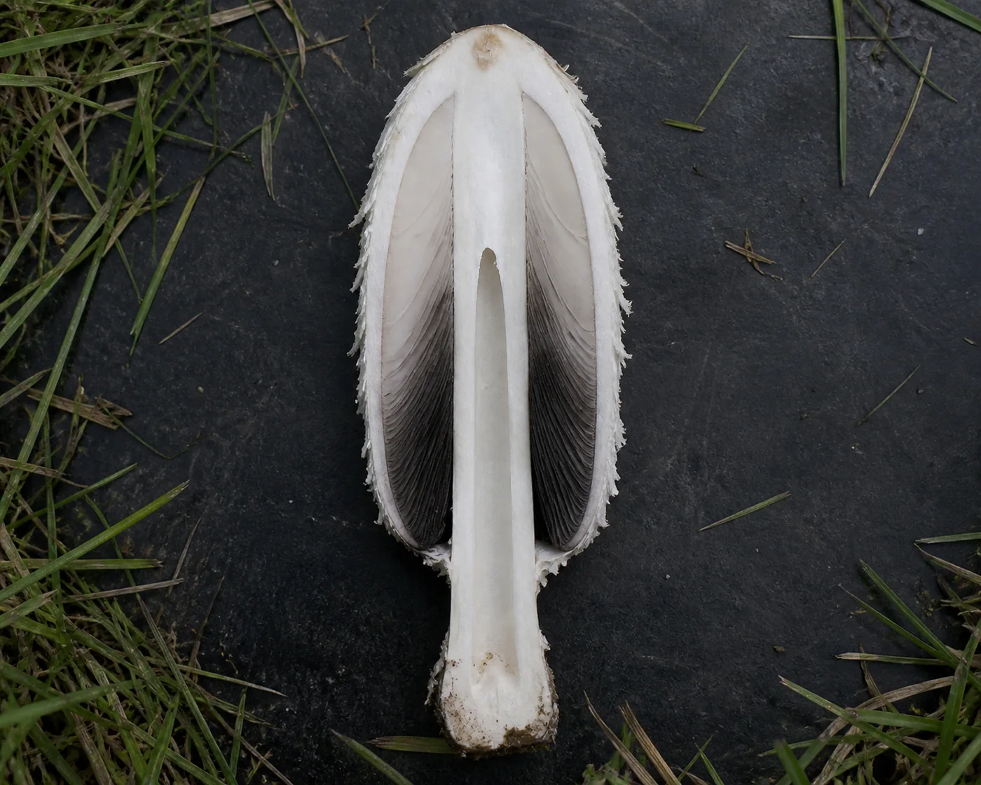 A shaggy mane sliced in half from cap to stem base on a dark board showing white flesh, a hollow stem and gills turning gray to black at the outer lower edge