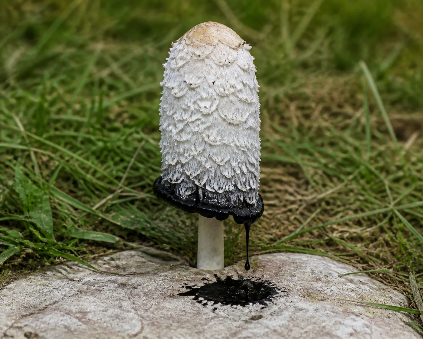 A shaggy mane part way through dissolving, its lower rim curled outward and turned to glossy black liquid dripping onto a pale stone surface