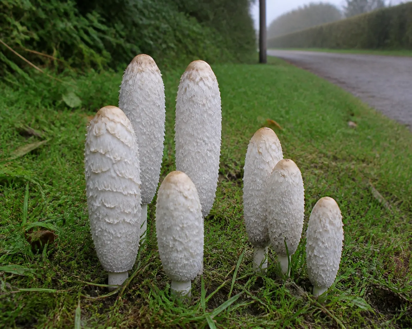 A cluster of shaggy manes at different heights pushing up through mown grass on a roadside verge with a gravel path behind