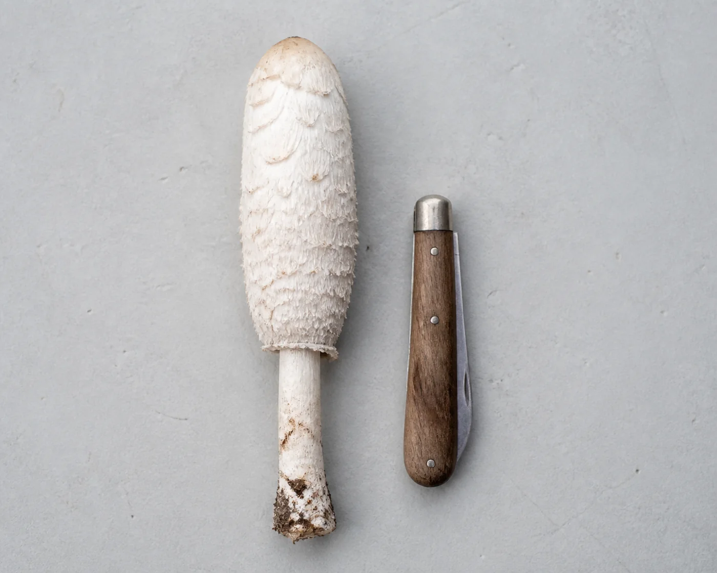 A whole shaggy mane laid on a plain pale surface beside a closed folding knife for scale, clearly longer than the knife