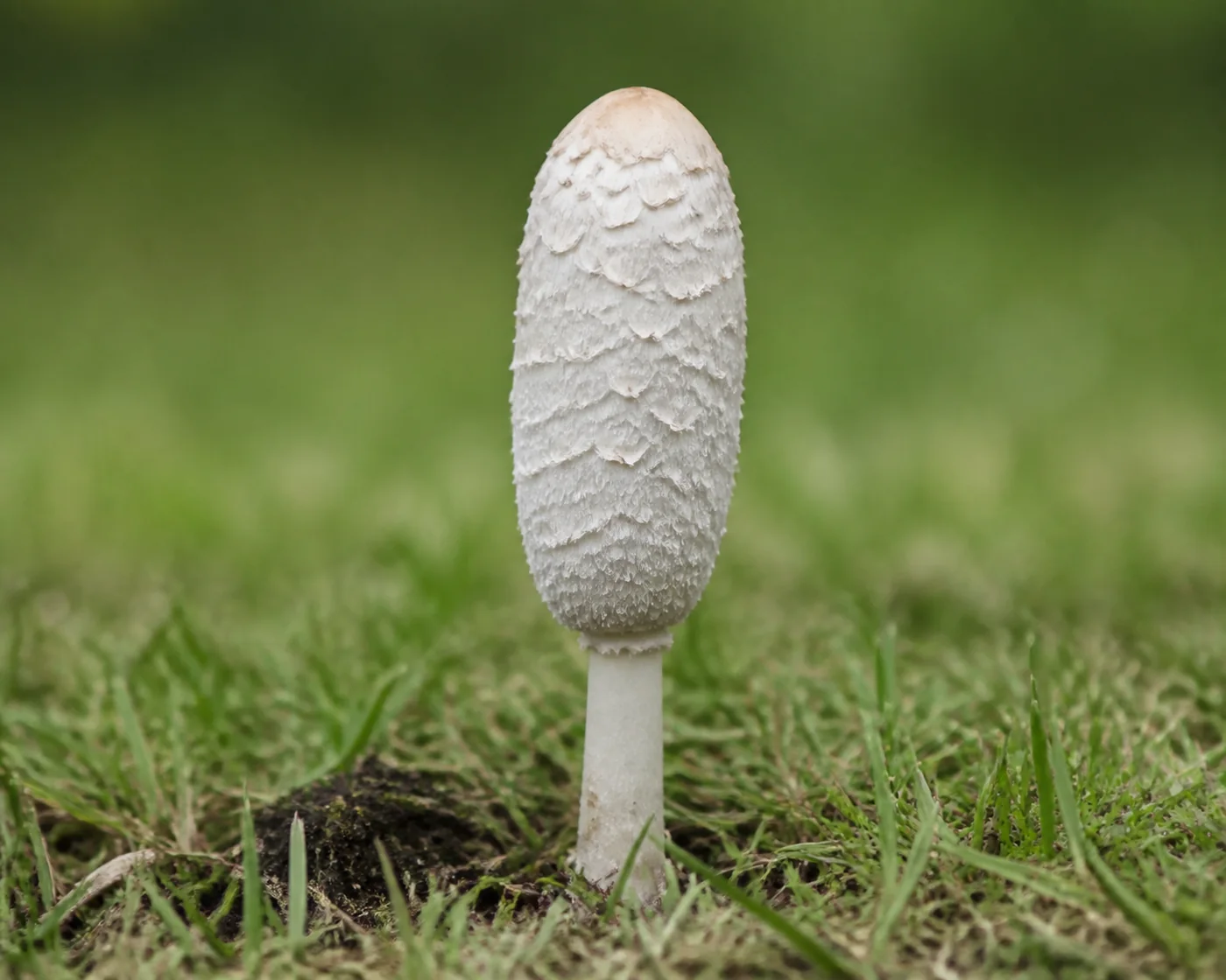 A single shaggy mane standing in short grass with its cap closed into a tall white cylinder covered in coarse upturned scales